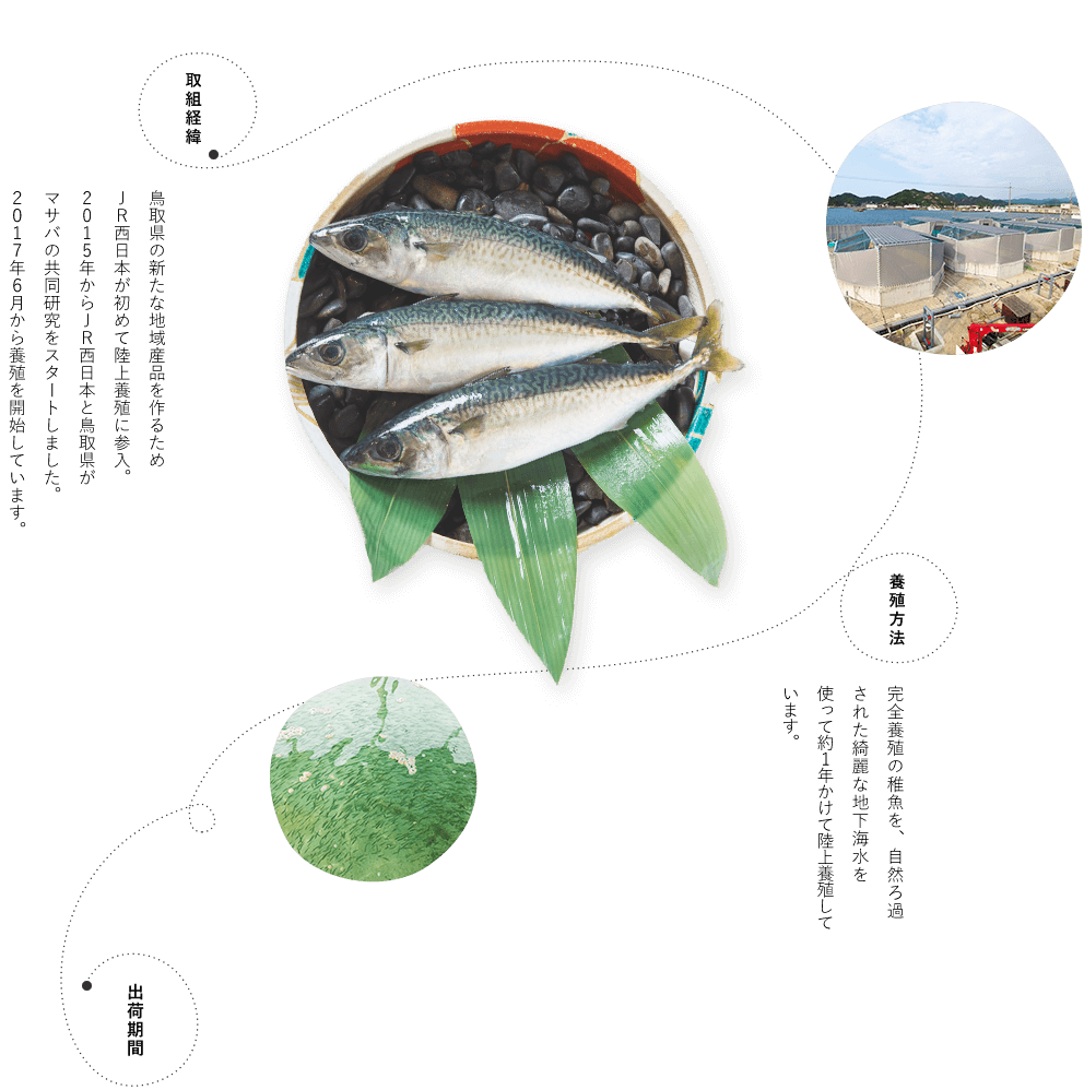 取組経緯 鳥取県の新たな地域産品を作るためＪＲ西日本が初めて陸上養殖に参入。2015年からＪＲ西日本と鳥取県がマサバの共同研究をスタートしました。２０１７年６月から養殖を開始しています。
                            養殖方法 完全養殖の稚魚を、自然ろ過された綺麗な地下海水を使って約1年かけて陸上養殖しています。