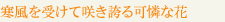 寒風を受けて咲き誇る可憐な花