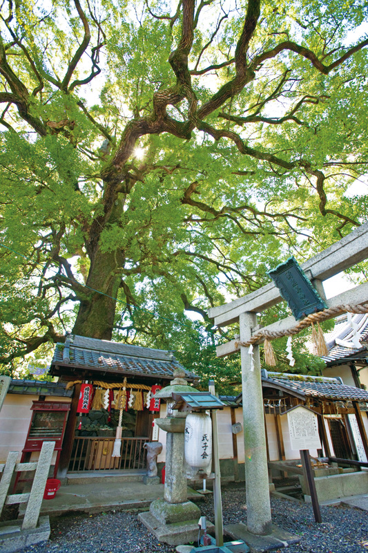 たぐいなき幽玄、夢幻の舞台芸術 能楽:JR西日本 たぐいなき幽玄、夢幻の舞台芸術 能楽:JR西日本