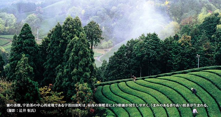霧の茶畑。宇治茶の中心的産地である宇治田原町は、昼夜の寒暖差により朝霧が発生しやすく、うまみのある香り高い煎茶が生まれる。(撮影:辻井 恒氏)