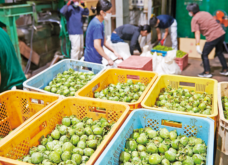 西日本の発酵文化を訪ねて：JR西日本