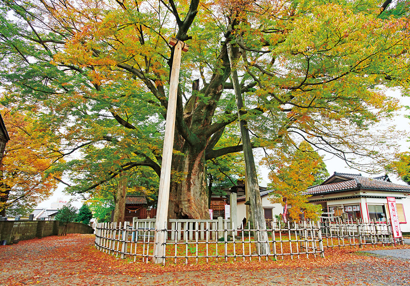 偉人たちの知られざる足跡を訪ねて 詩人 犀星を育んだ金沢の山河
