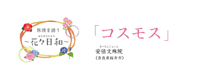 旅情を誘う 〜花々日和〜 コスモス 安倍文殊院《奈良県桜井市》