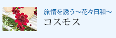 旅情を誘う 〜花々日和〜 コスモス