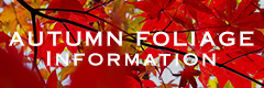 Autumn foliage information