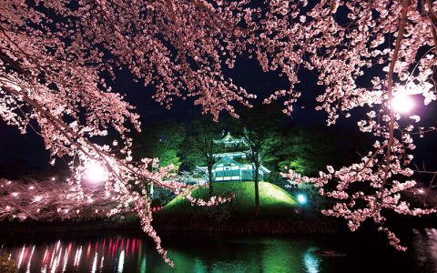 Takada Castle Cherry Blossom Viewing for 1 Million People