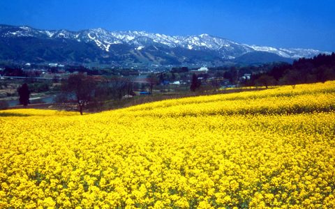 Nanohana Flowers