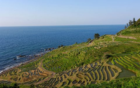 Senmaida rice fields