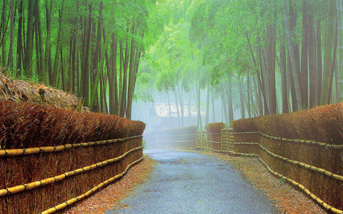 Take-no-Michi (Bamboo Path)