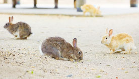 Okunoshima Island (Rabbit Island)