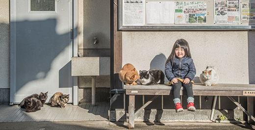 在瀨戶內海上的旅行 抵達島貓100多隻的安靜漁村