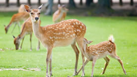 奈良公園