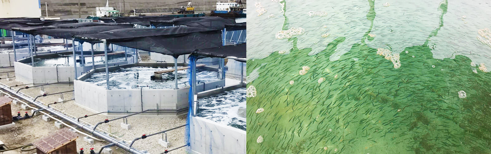 お嬢サバ飼育用水槽 稚魚