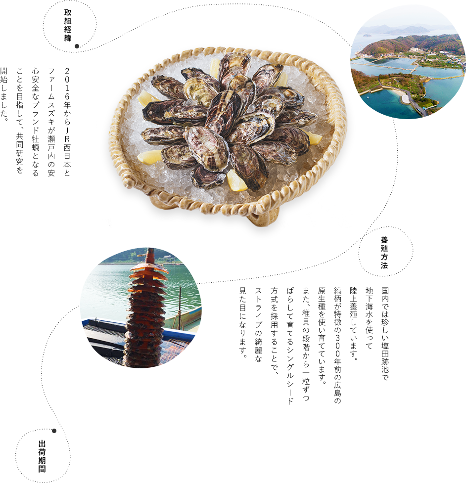 取組経緯 ２０１６年からＪＲ西日本とファームスズキが瀬戸内の安心安全なブランド牡蠣となることを目指して、共同研究を開始しました。 養殖方法 国内では珍しい塩田跡池で地下海水を使って陸上養殖しています。縞柄が特徴の300年前の広島の原生種を使い育てています。また、稚貝の段階から一粒ずつばらして育てるシングルシード方式を採用することで、ストライプの綺麗な見た目になります。