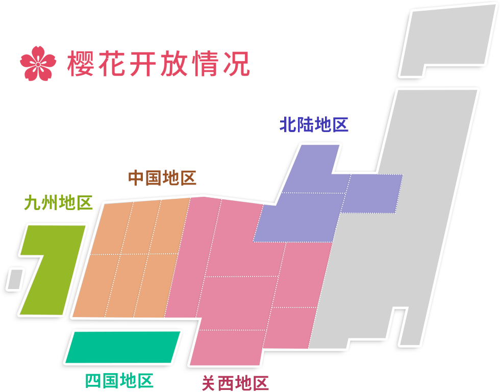樱花开放情况