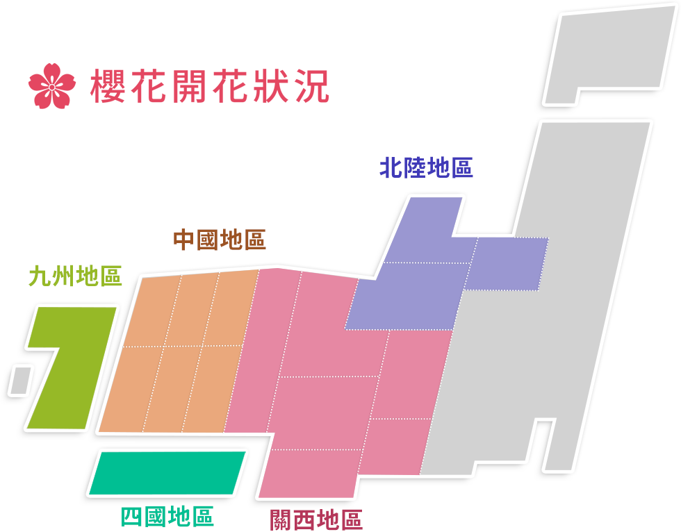 櫻花開花狀況