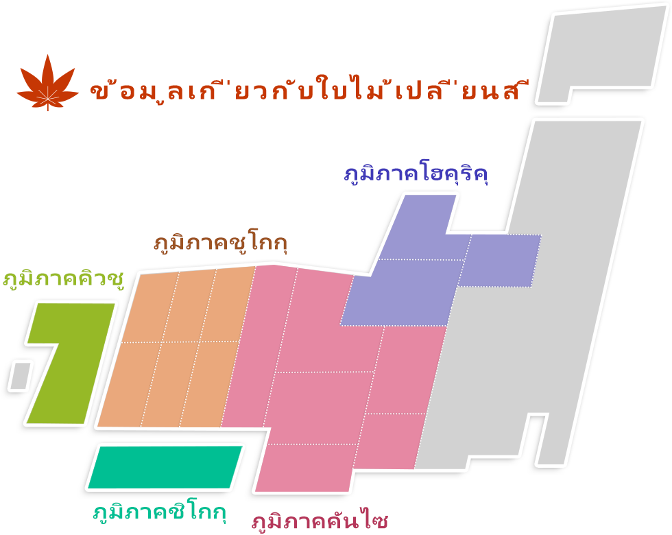 ข้อมูลเกี่ยวกับใบไม้เปลี่ยนสี